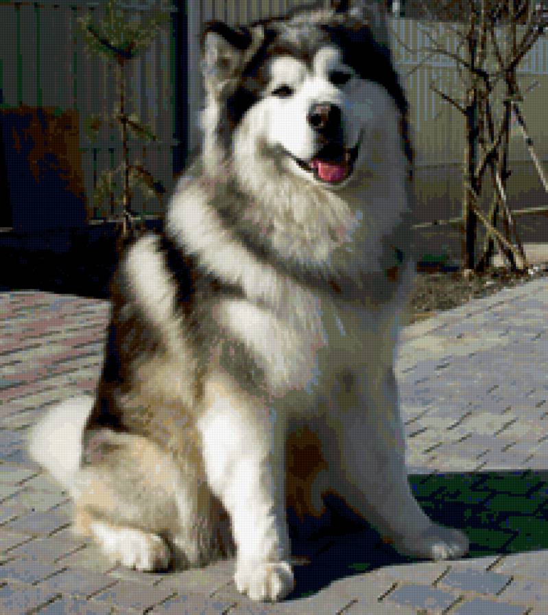 Маламут - хаски, собаки, животные - предпросмотр