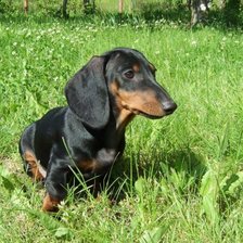 Схема вышивки «Такса на природе»