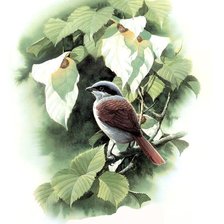 Схема вышивки «Серия : Птицы»