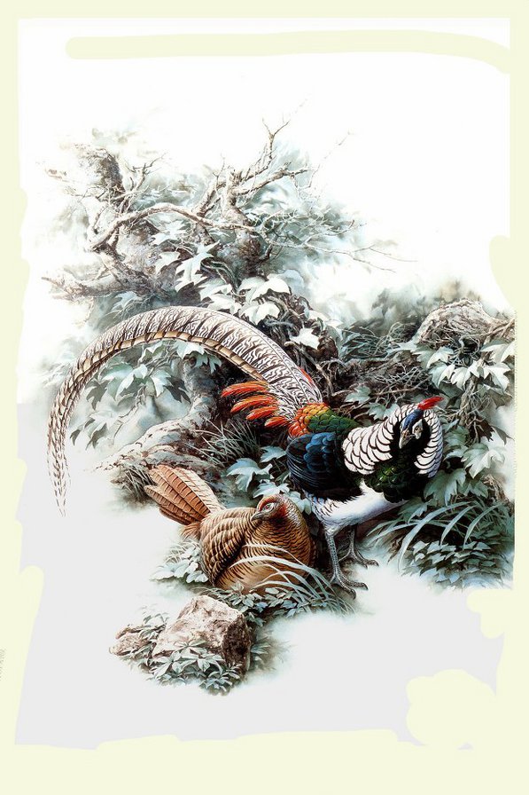 Серия : Птицы - оригинал