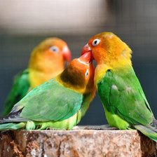 Схема вышивки «Серия : Птицы»