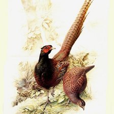 Схема вышивки «Серия : Птицы»