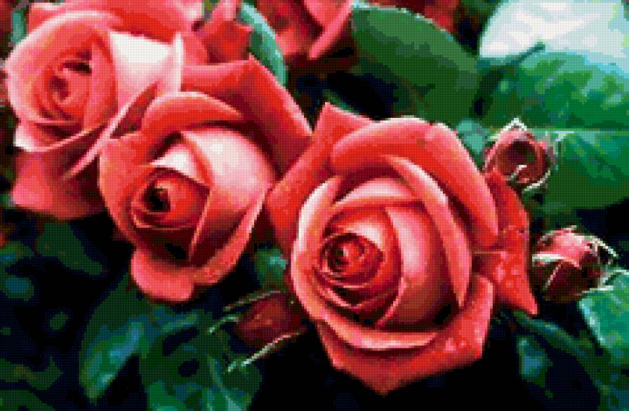 розы - природа, романтика, цветы, букет - предпросмотр