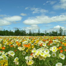 Схема вышивки «поле»