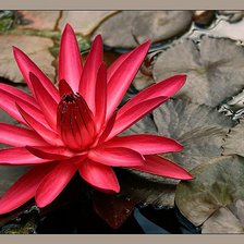 Схема вышивки «Лотос 2»