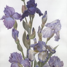 Схема вышивки «ирисы»