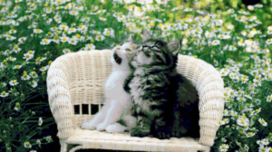 Котики - предпросмотр