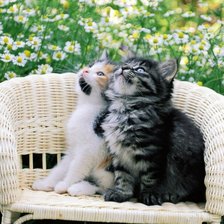 Схема вышивки «Котики»