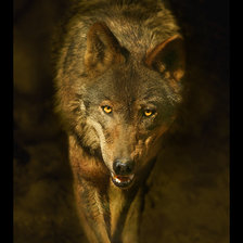 Схема вышивки «Волк»