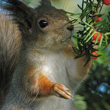 Схема вышивки «Белка»