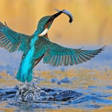 Схема вышивки «зимородок»