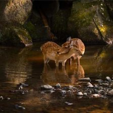 Схема вышивки «Нежность»