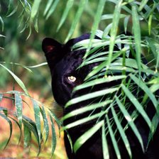 Схема вышивки «пантера»