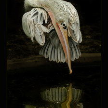 Схема вышивки «птица у воды»