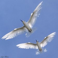 Схема вышивки «пара»