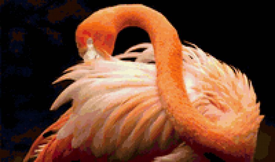 фламинго - птицы - предпросмотр