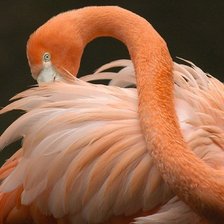 фламинго