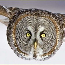 Схема вышивки «сова»