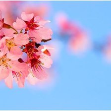 Схема вышивки «ветка»