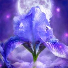 Схема вышивки «ирис»