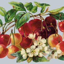 Схема вышивки «ветка»