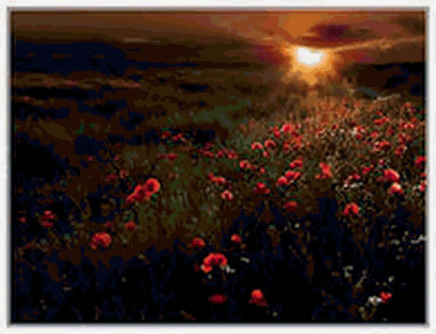 маки на закате - цветы - предпросмотр