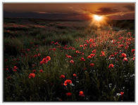 Схема вышивки «маки на закате»