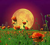 Схема вышивки «маки»