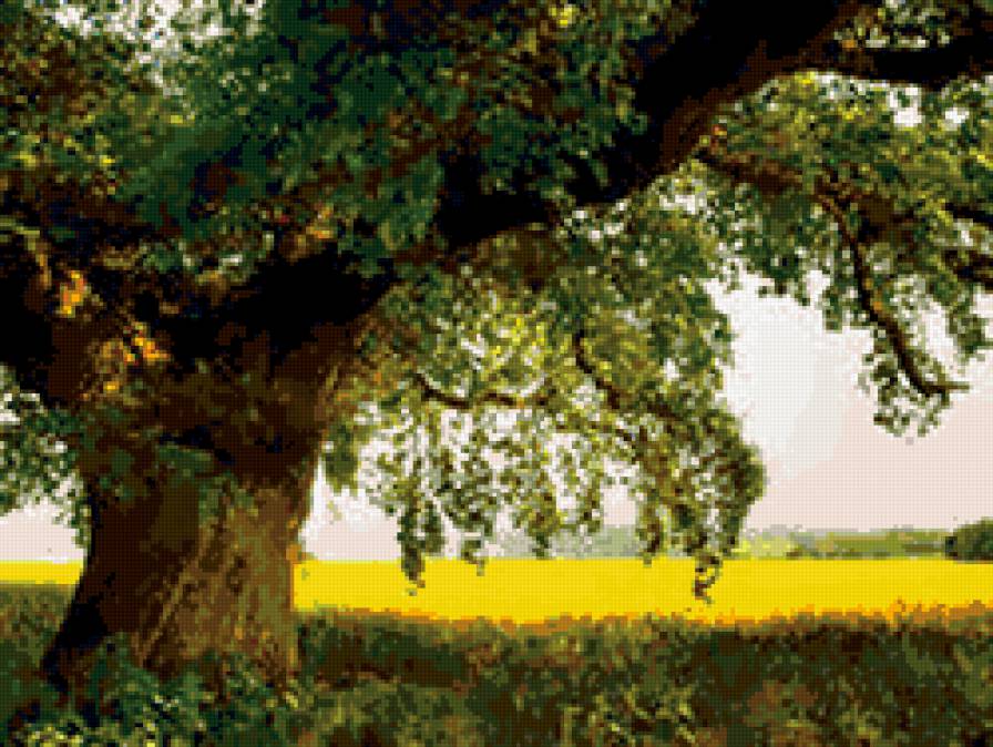 старый дуб - природа - предпросмотр