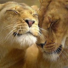 Схема вышивки «Львы»