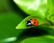 Схема вышивки «божья коровка»