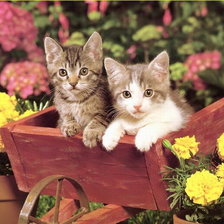 Схема вышивки «Котята»