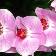 Схема вышивки «орхидея»