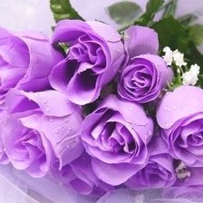 розовые розы