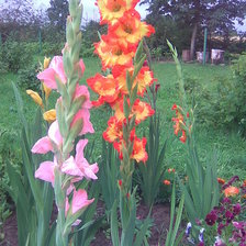 Схема вышивки «gladioolod»