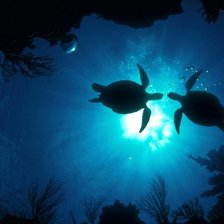 Схема вышивки «черепахи»