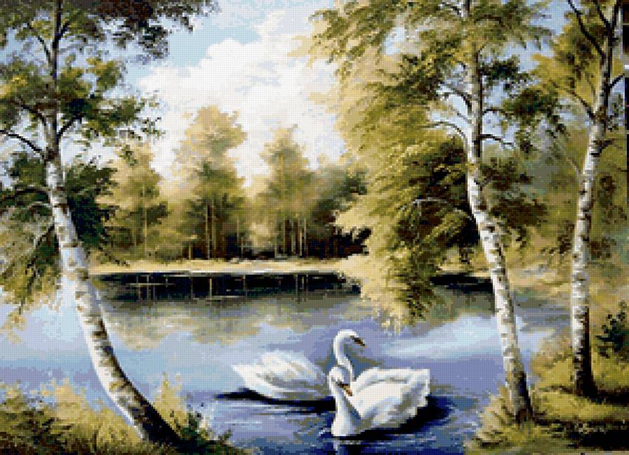 Пара лебедей - пейзаж, лебеди, озеро, березки - предпросмотр