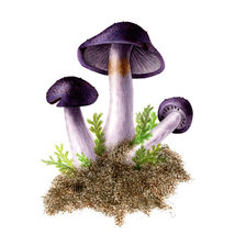 Схема вышивки «№205311»