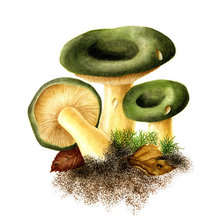 Схема вышивки «№205314»