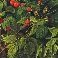 Схема вышивки «№205322»