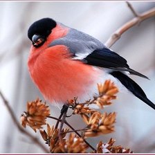 Схема вышивки «Снеггирёк»