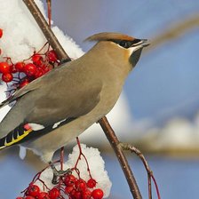 Схема вышивки «свирестель»