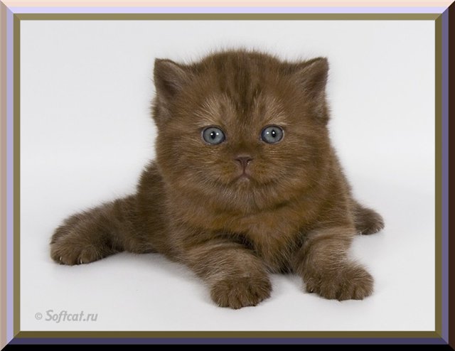 №205860 - оригинал