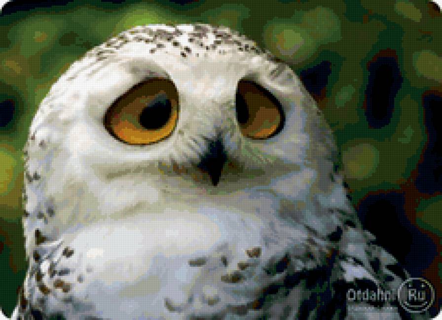 Смешная сова - сова птица смешная - предпросмотр