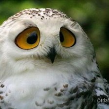 Схема вышивки «Смешная сова»