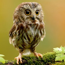 Схема вышивки «Совенок»