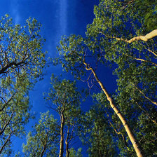 Схема вышивки «Упоение весной»