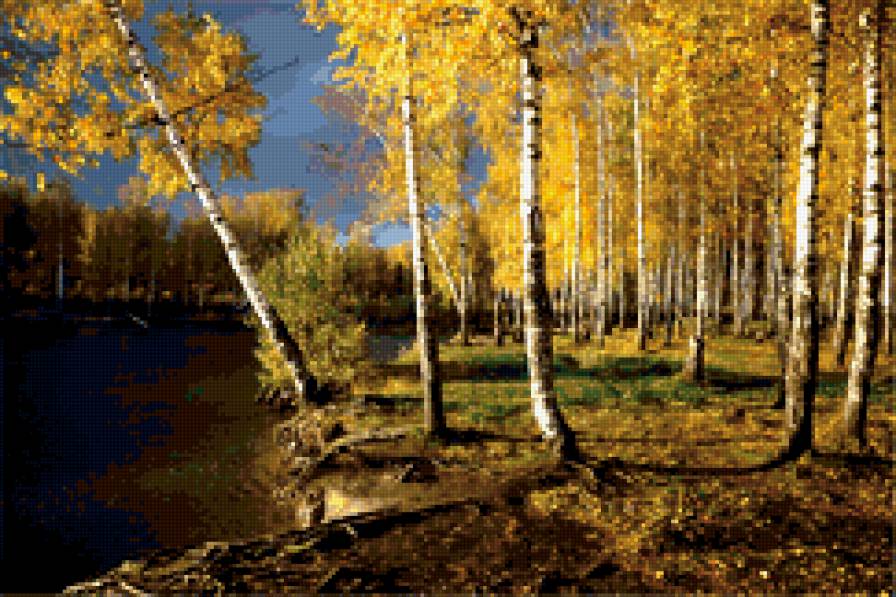 Золотая роща - осень березы золотая река - предпросмотр