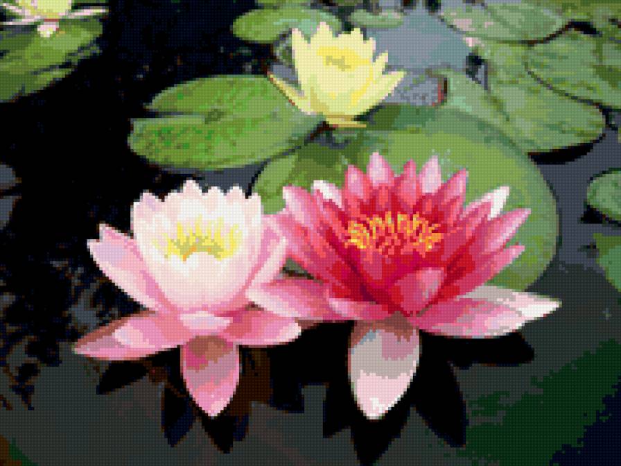 Три лилии - цветы, лилии, пруд - предпросмотр