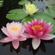 Схема вышивки «Три лилии»